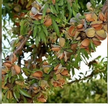 تصویر 3 از قیمت بادام درختی سنگی با پوست + فروش عمده