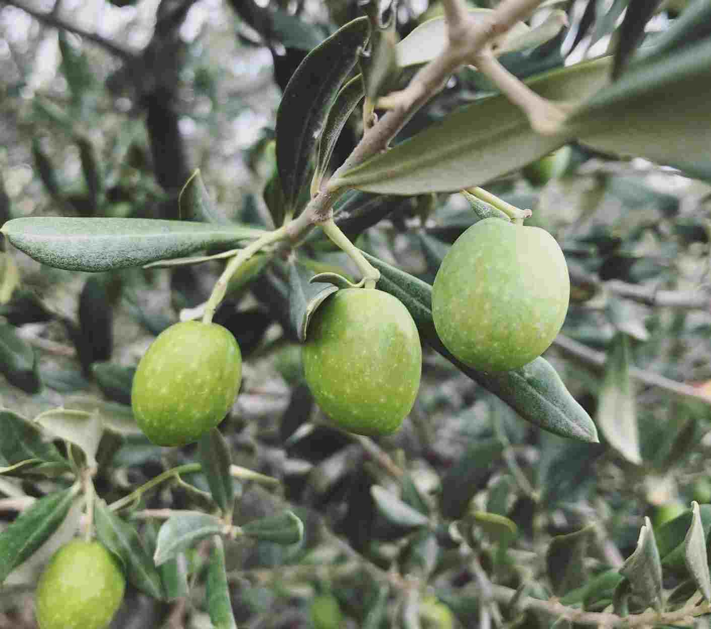 تصویر 3 از زیتون سبز زنجان طارم