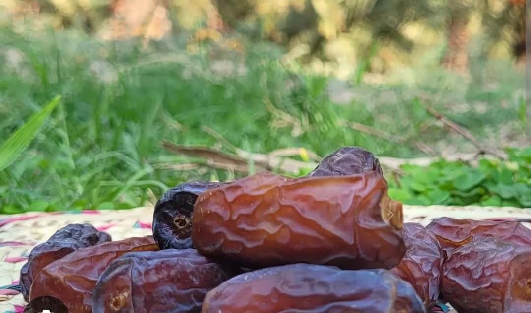 تصویر 4 از خرما پیارم عربستان با بافت نیمه‌ خشک