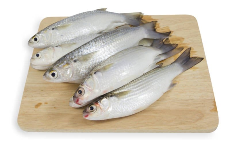 تصویر 3 از صادرت ماهی کفال فروش عالی