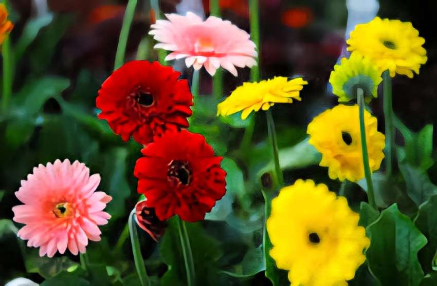 تصویر 1 از خرید و قیمت گل شاخه بریده ژربرا فروش عمده