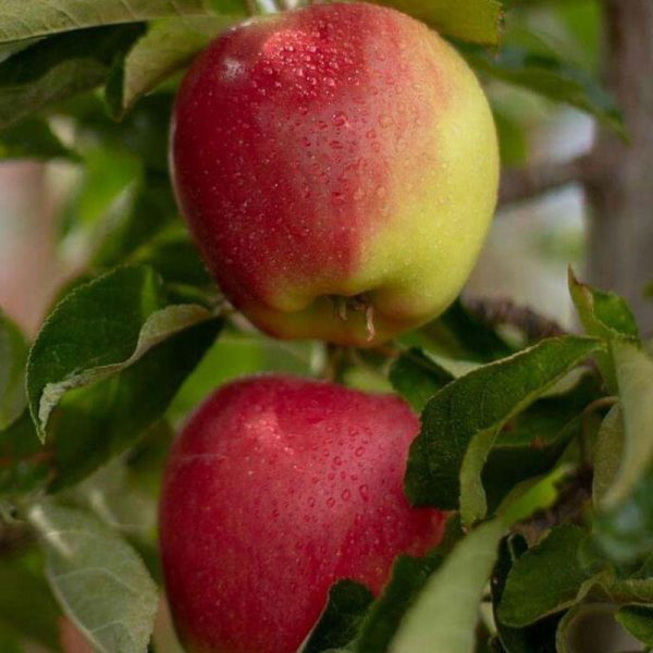 تصویر 1 از قیمت و خرید سیب عروس تابستان ارومیه