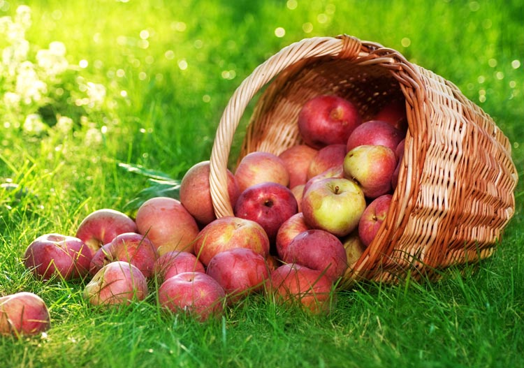 تصویر 1 از قیمت عمده سیب درختی ارومیه با شرایط عالی