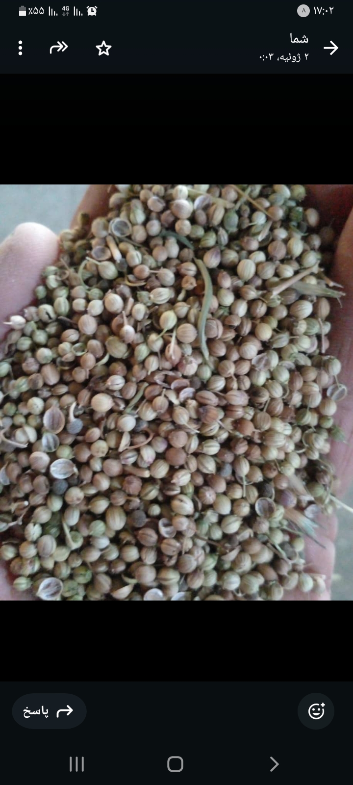 تصویر 4 از خرید بدونه واسطه بذر گشنیز خوشبو