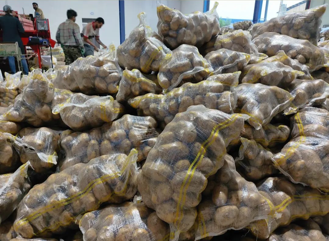 سیب زمینی مرغوب قیمت