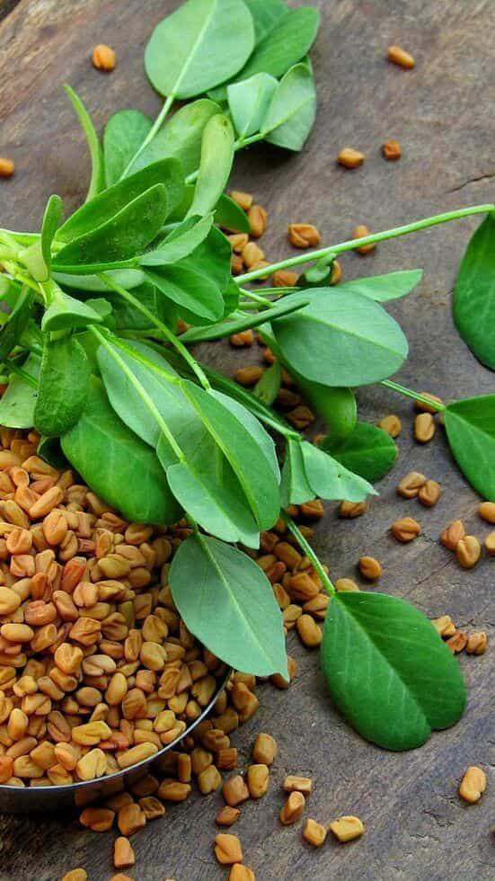 خرید شنبلیله خشک شیراز