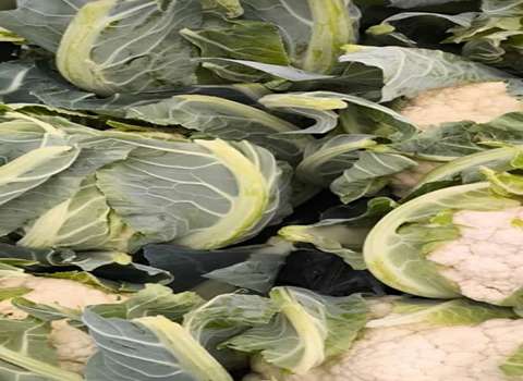 تصویر 2 از خرید و فروش گل کلم
