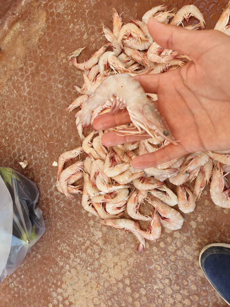 تصویر 1 از خرید به صرفه میگو صورتی جنوب