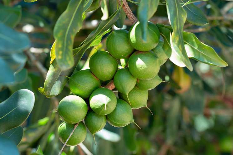 تصویر 5 از مرکز پخش مستقیم انواع نهال استوایی + تضمین خرید محصول
