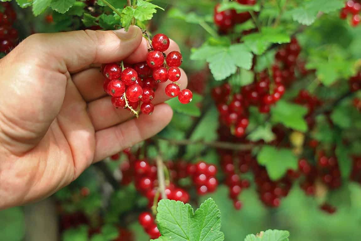 تصویر 4 از مرکز پخش مستقیم انواع نهال استوایی + تضمین خرید محصول