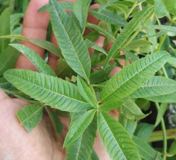 تصویر 1 از خرید به‌لیمو؛ گیاهی با عطر آرامش در فنجان سلامتی