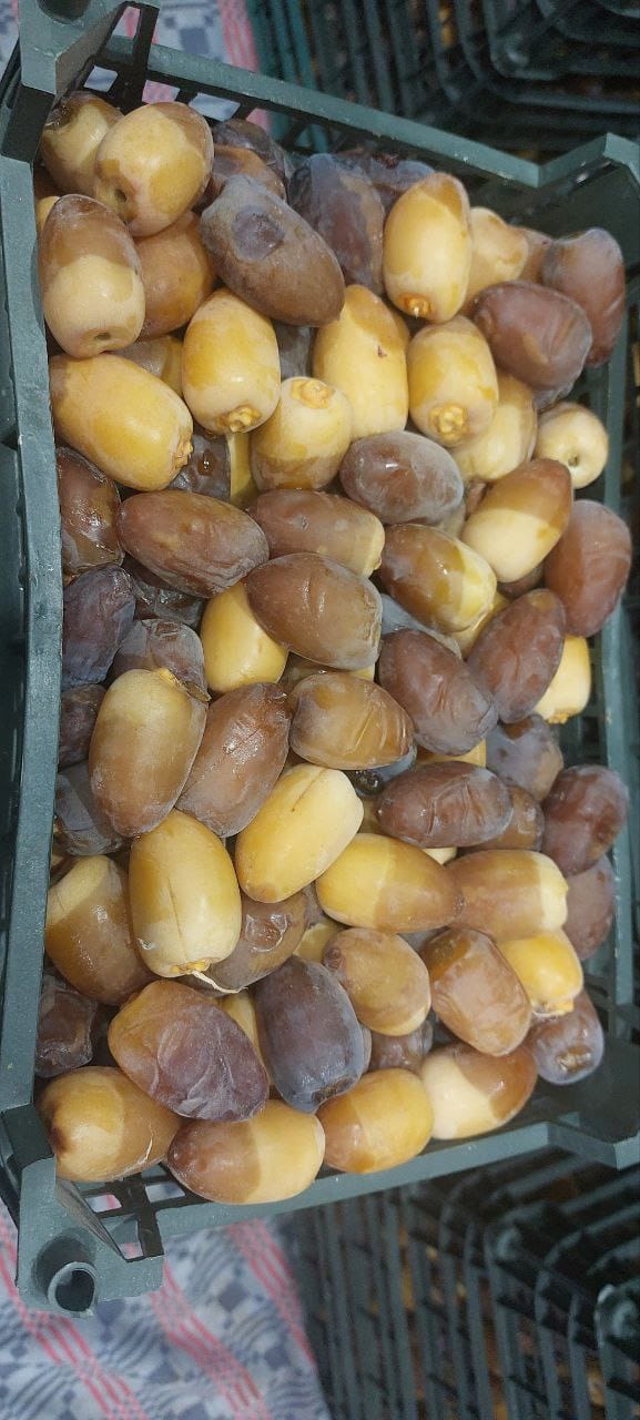 تصویر 1 از رطب کبکاب بوشهر