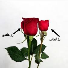 تصویر 3 از خرید و قیمت گل شاخه‌ بریده رز قرمز