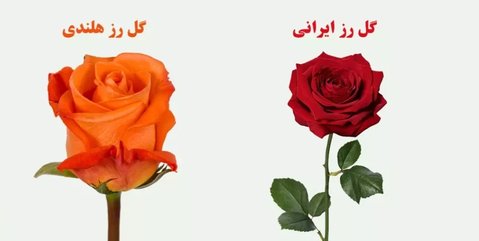 تصویر 2 از خرید و قیمت گل شاخه‌ بریده رز قرمز