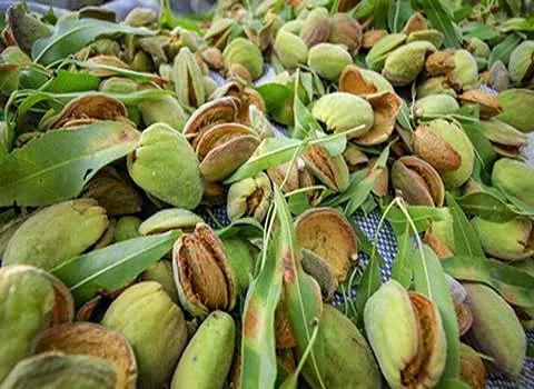 تصویر 1 از خرید بادام سنگی تر + خرید عمده