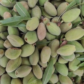 تصویر 4 از خرید بادام سنگی تر + خرید عمده