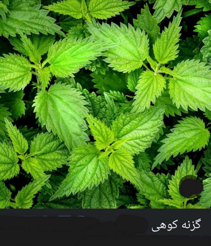 تصویر 1 از قیمت گزنه فله