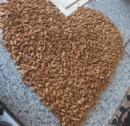 تصویر 2 از خرید عمده بادام مامایی با قیمت روز