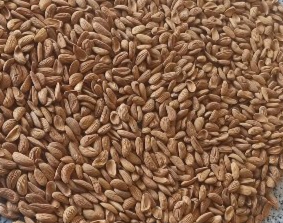 تصویر 3 از خرید عمده بادام مامایی با قیمت روز