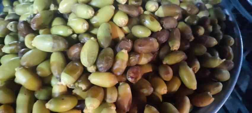 تصویر 1 از قیمت رطب و خارک استعمران