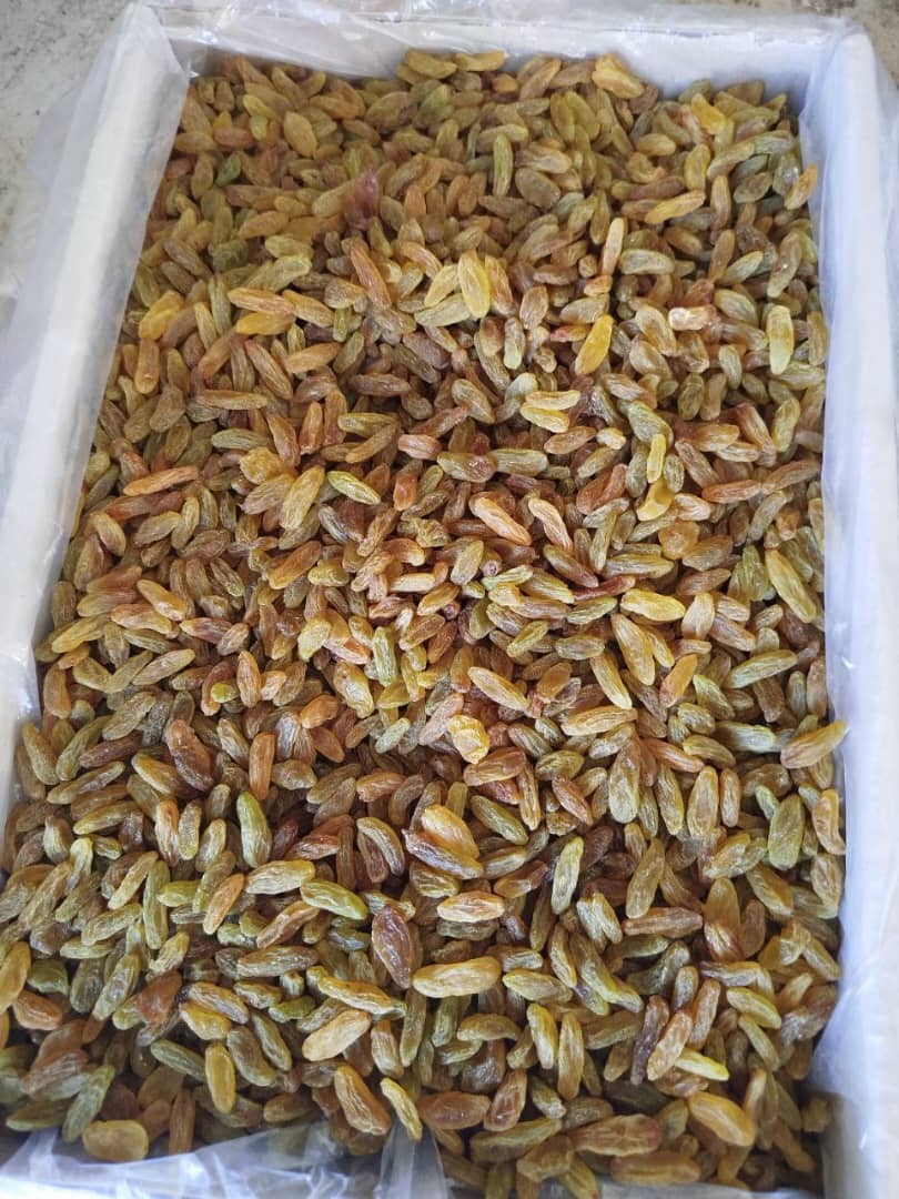 کشمش ارگانیک دستچین از باغات ایران + پخش عمده کارتنی