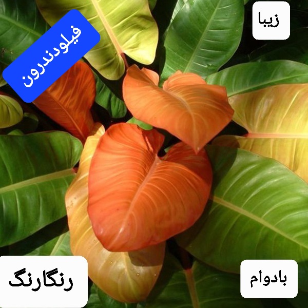 تصویر 4 از خرید و فروش گل آپارتمانی فیلودندرون