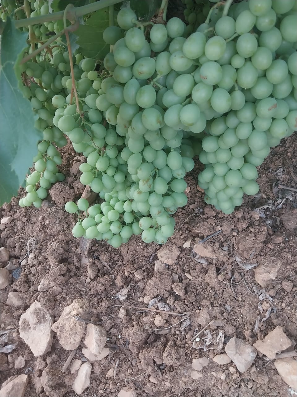 تصویر 3 از قیمت فروش آبغوره تازه ترش
