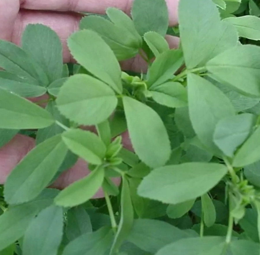 تصویر 3 از خواص شنبلیله خشک صادراتی + قیمت خرید ارزان