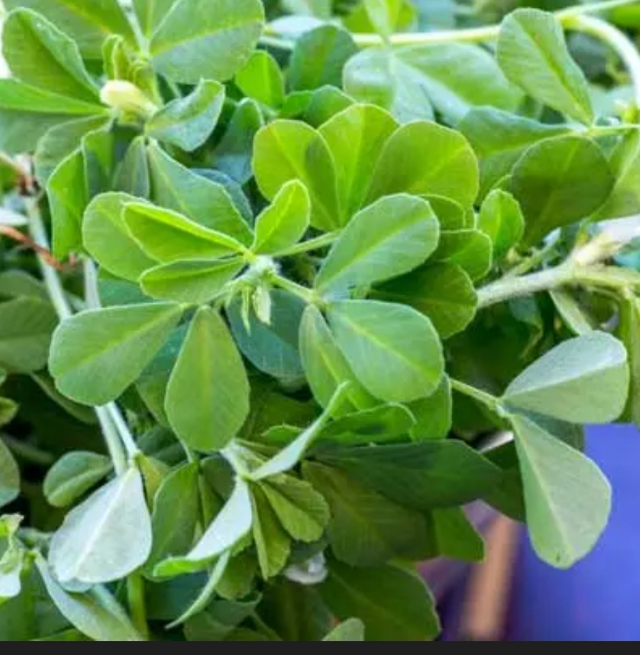 تصویر 2 از خواص شنبلیله خشک صادراتی + قیمت خرید ارزان