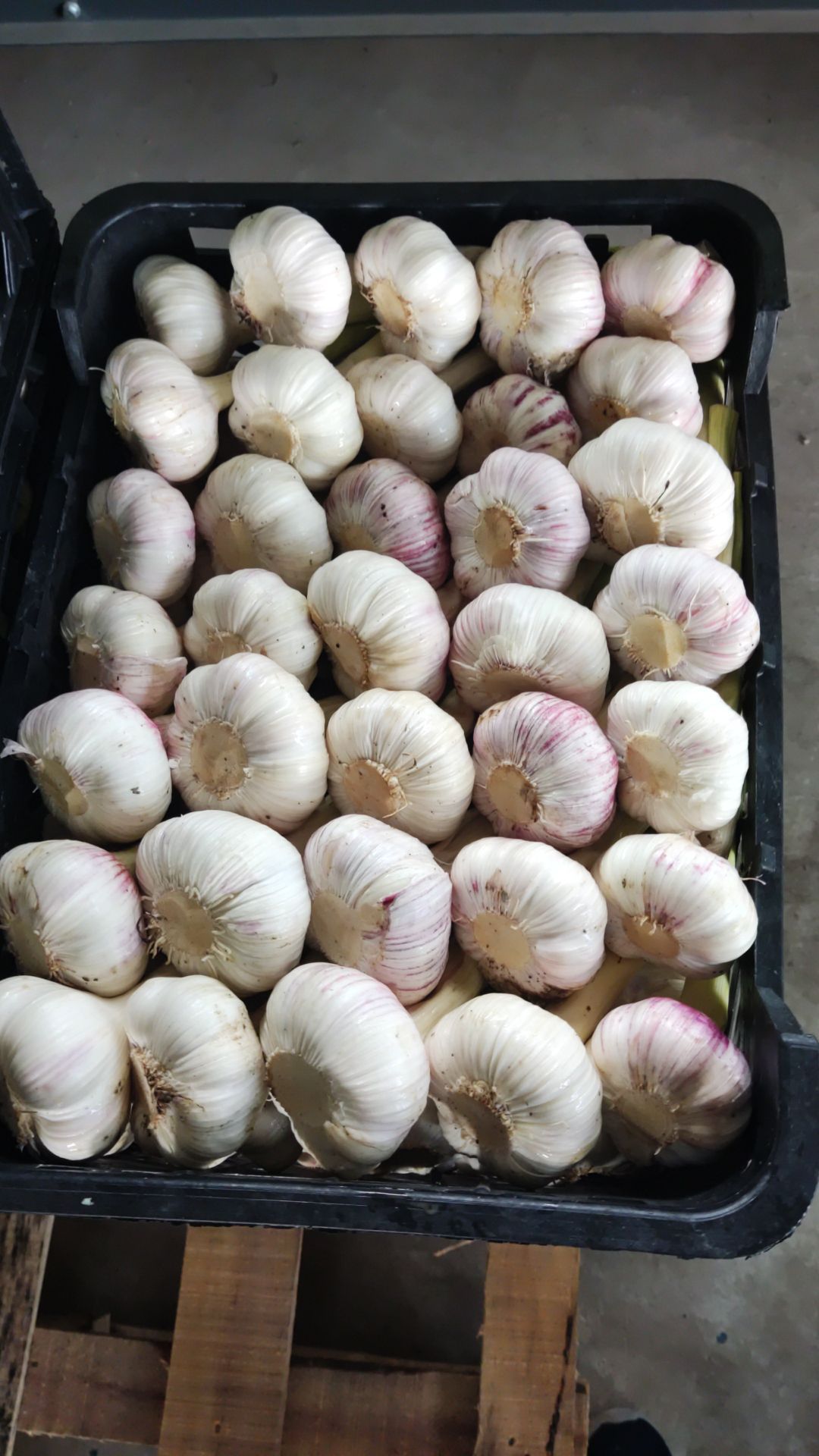 تصویر 1 از قیمت سیر تازه سورت شده