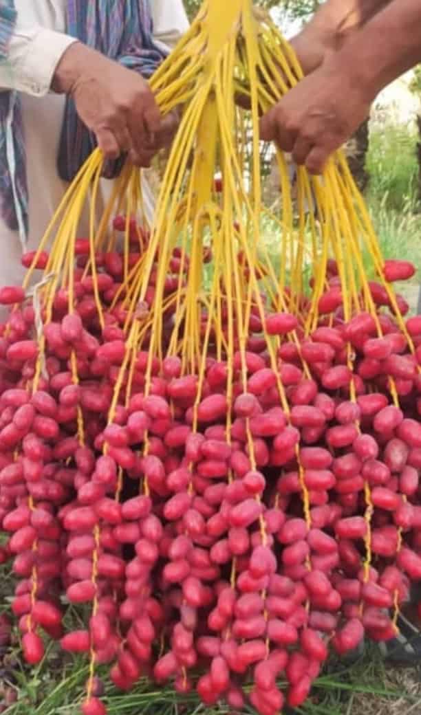 تصویر 1 از خرید خرما خارک مضافتی