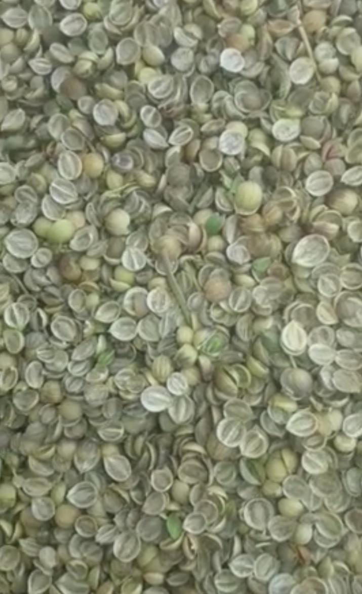 تصویر 1 از قیمت گشنیز توپی و لپه پاک و بوجار شده
