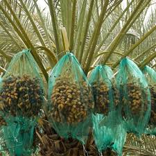 تصویر 1 از فروش کیسه محافظ خرما عمده