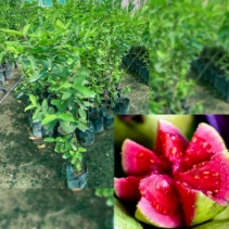 تصویر 5 از مشاوره احداث مزرعه استوایی در ایران + تضمین خرید محصول