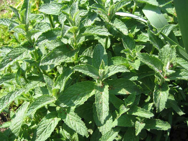 تصویر 1 از قیمت سبزی پلو خشک بسته بندی + فروش عمده