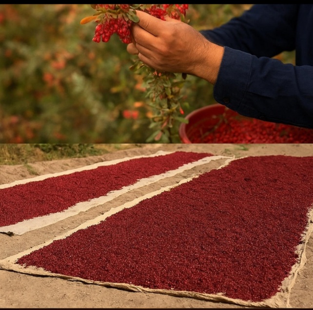 زرشک ویژه صادراتی + عمده