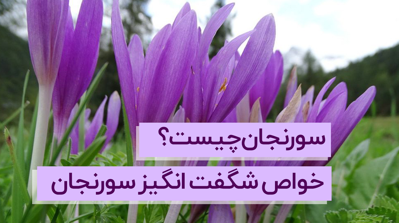 سورنجان چیست؟ خواص شگفت‌انگیز + خرید عمده + قیمت