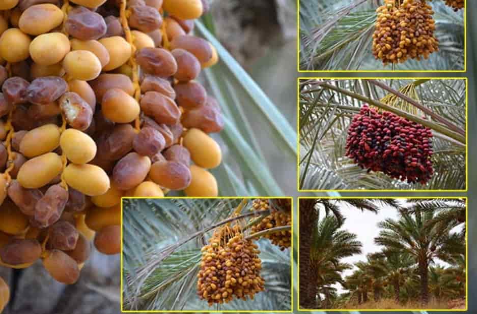 تصویر 2 از خرما مرغوب + فروش عمده