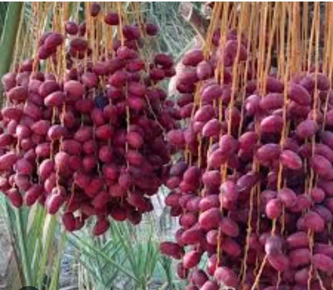 تصویر 1 از خرما مرغوب + فروش عمده