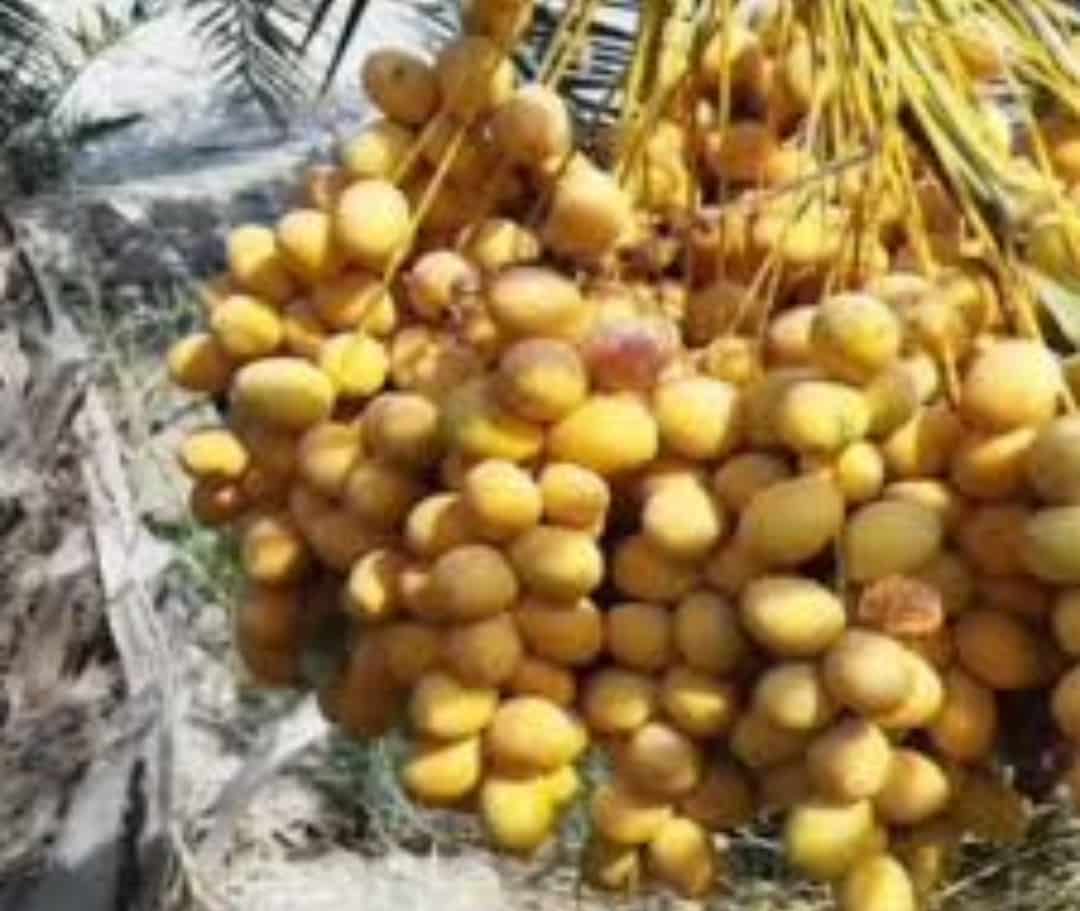 تصویر 3 از خرما مرغوب + فروش عمده