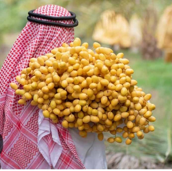 تصویر 4 از خرما مرغوب + فروش عمده