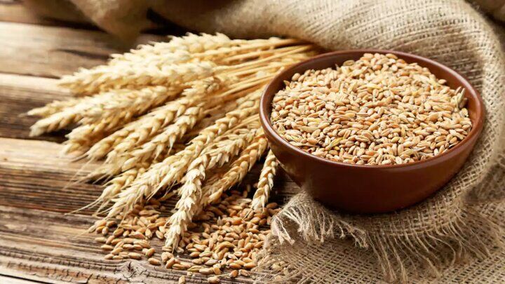 تصویر 1 از خرید و قیمت گلوتن گندم + فروش صادراتی