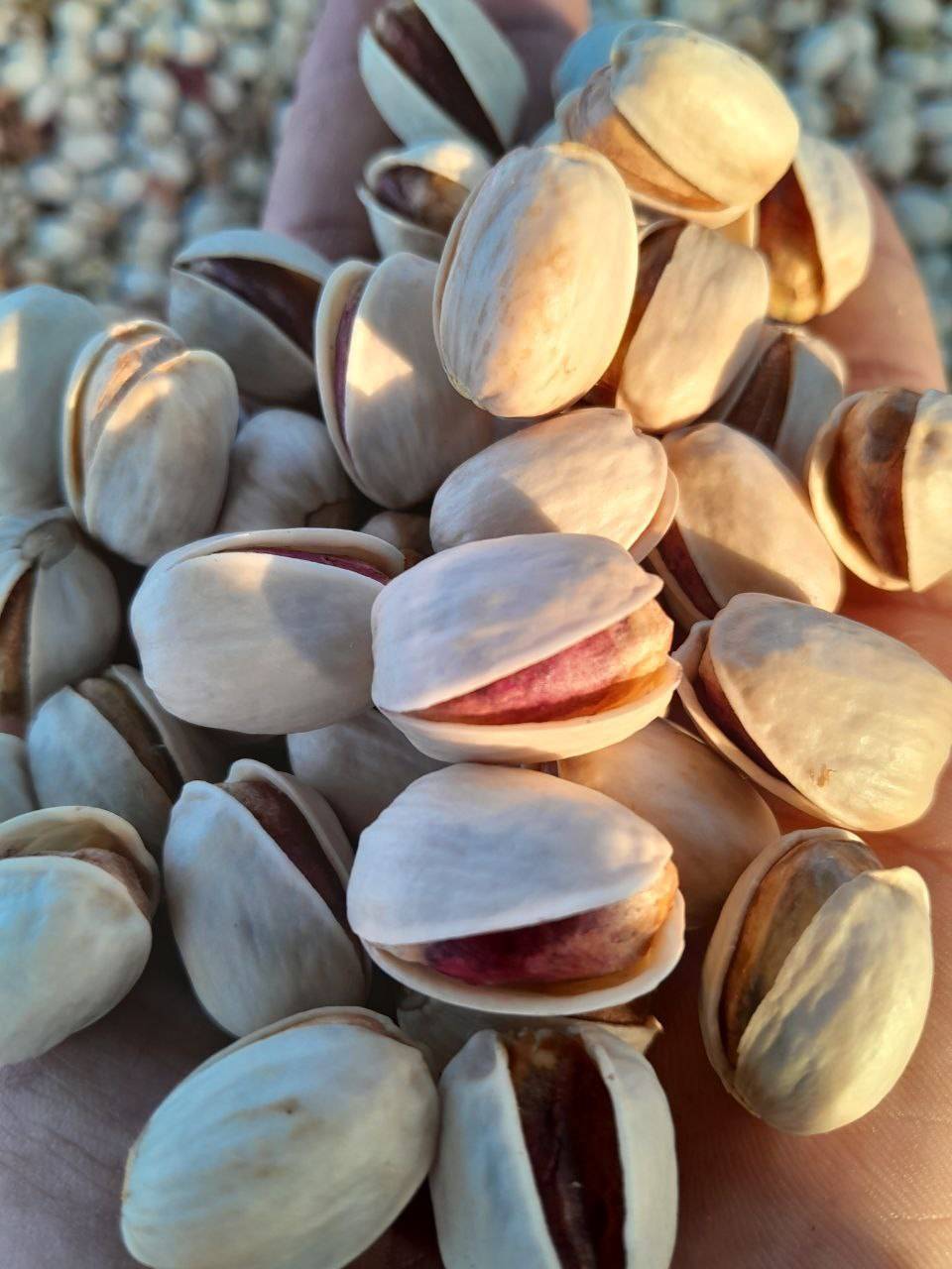 تصویر 5 از پسته کله قوچی درجه یک + قیمت روز