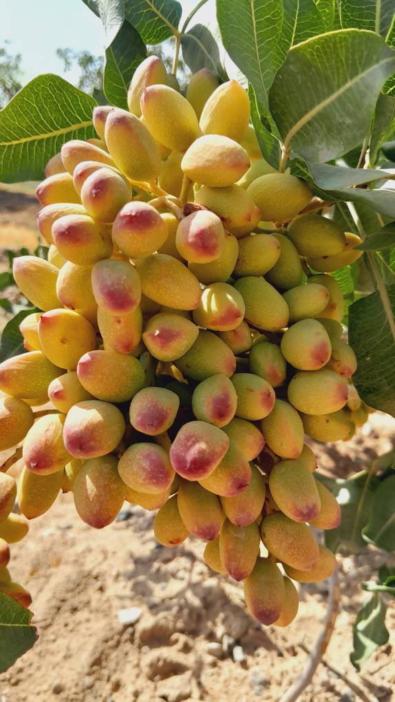 تصویر 2 از پسته کله قوچی درجه یک + قیمت روز