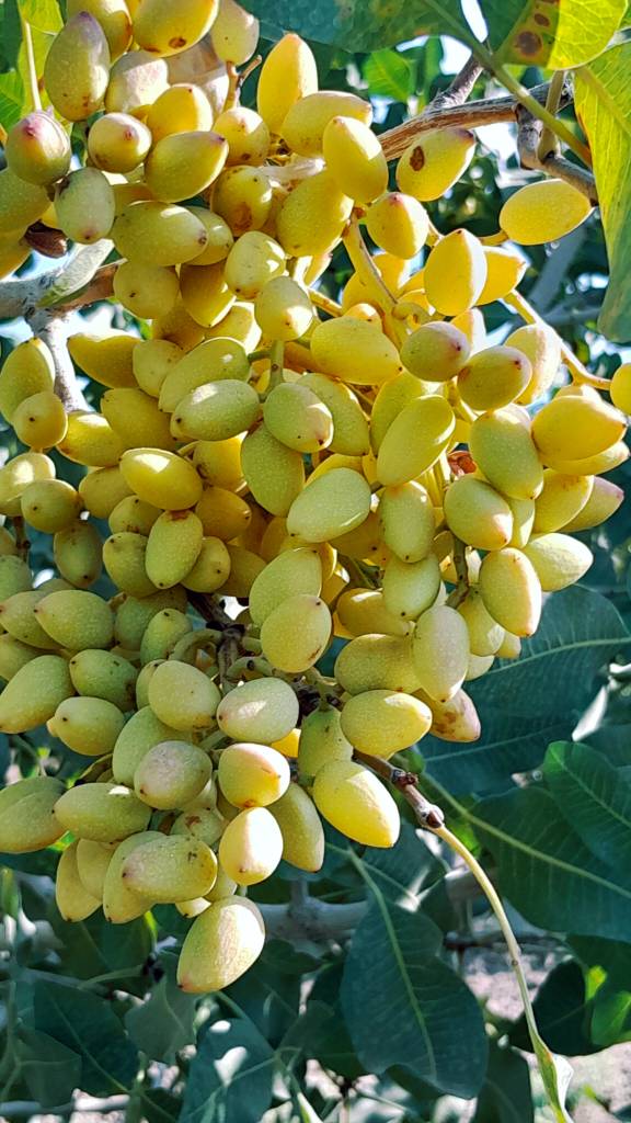 تصویر 4 از خرید پسته درجه یک + فروش فوق العاده