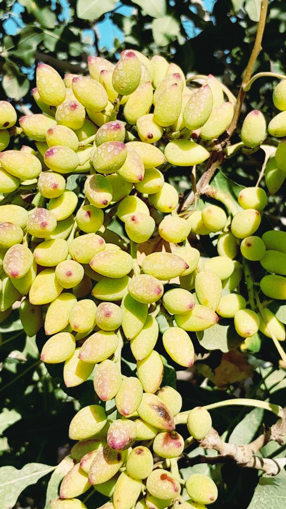 تصویر 3 از خرید پسته درجه یک + فروش فوق العاده