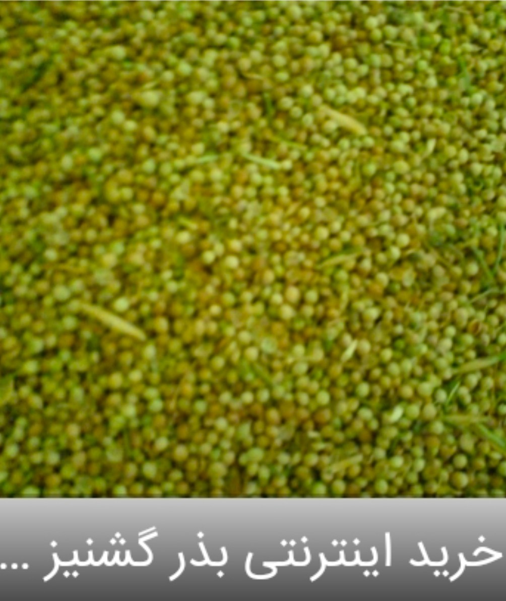 تصویر 1 از پودر و تخم گشنیز تازه امسال + قیمت های پایین + بیواسطه واسطه