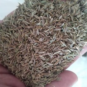 تصویر 1 از فروش گیاه دارویی زیره سبز + عمده و به صرفه