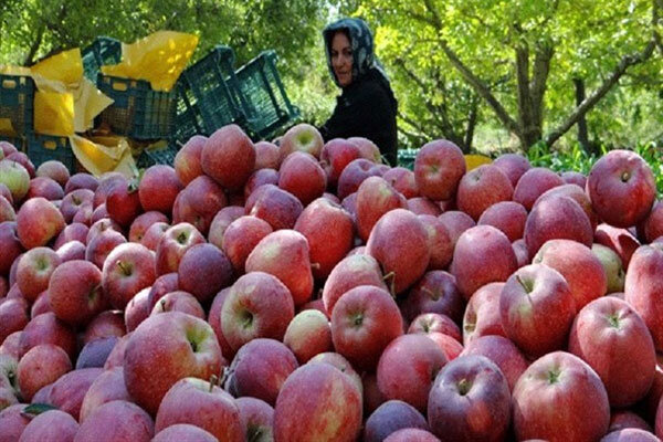 قیمت سیب قرمز سهند + خرید باور نکردنی