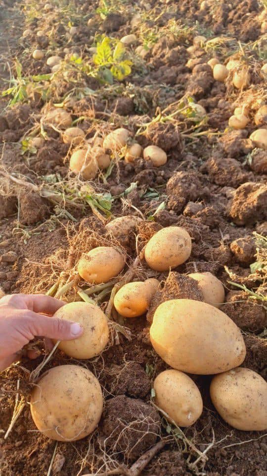 تصویر 1 از خرید و قیمت عمده سیب زمینی همدان